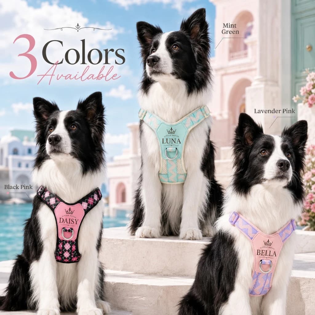 Custom Pet Name Dog Harness Crown Pattern Breathable Adjustable Puppy Vest Leash Outdoor Accessory for Small Medium Dogs