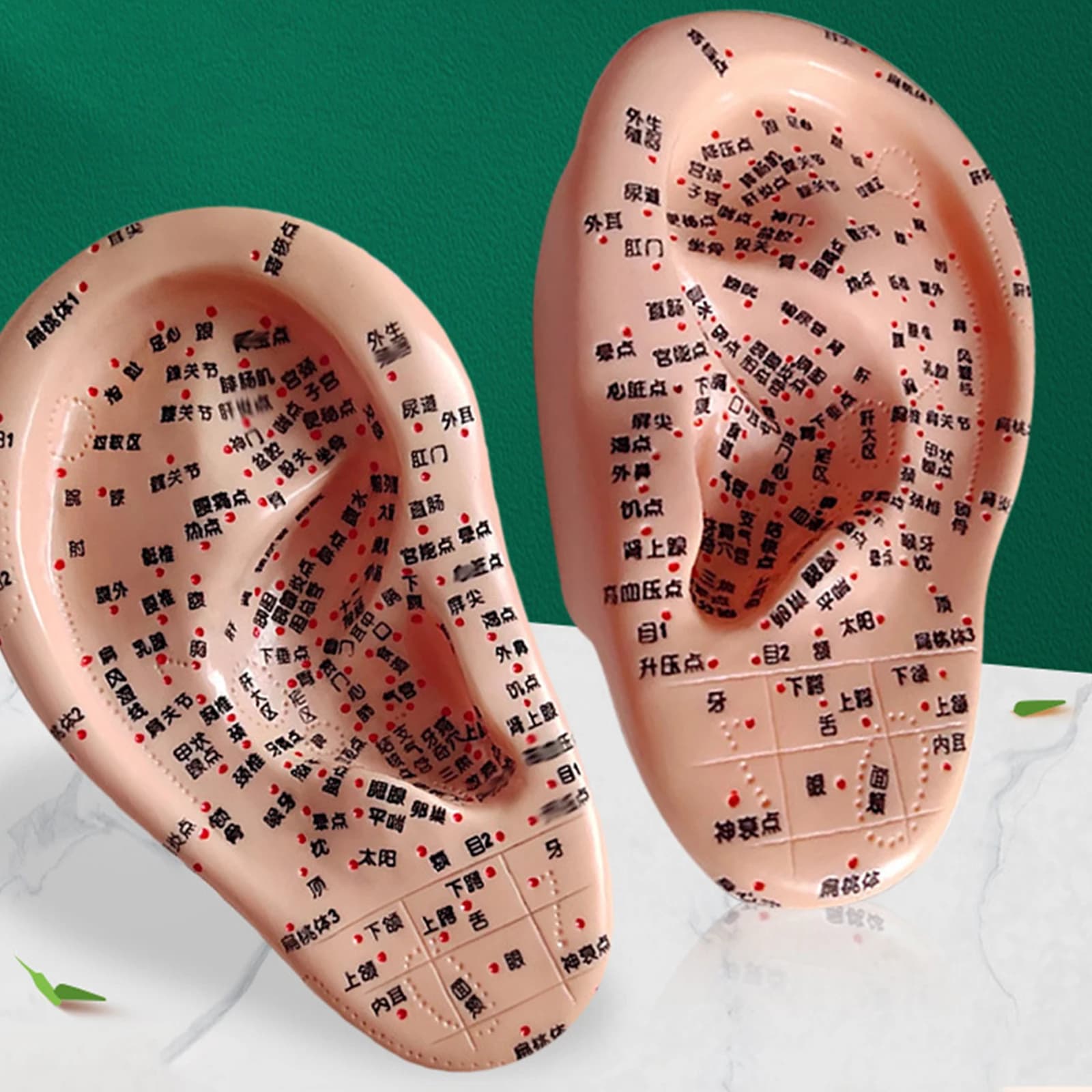 Human Body Part Ear Acupoint 3D PVC Practice Training Kit Acupoint Piercing Tool Teaching Aid for Learning Practice Nursing