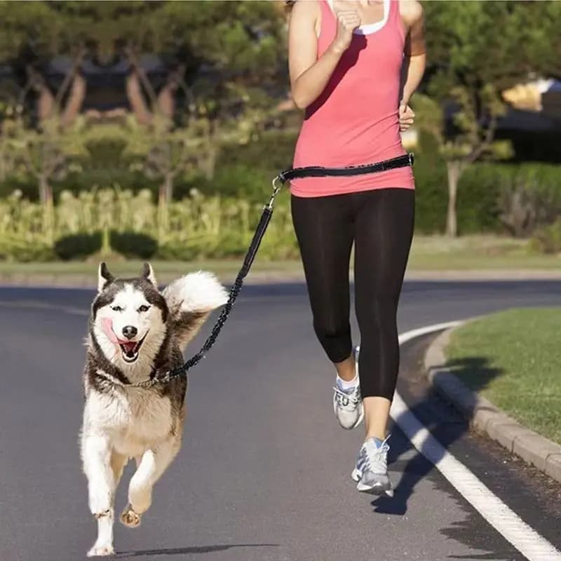 Dog Reflective Knee Belt Traction Waist Belt for Pets Elastic jogging Hands libremente Pull leash for dogs Metal D Ring Sling