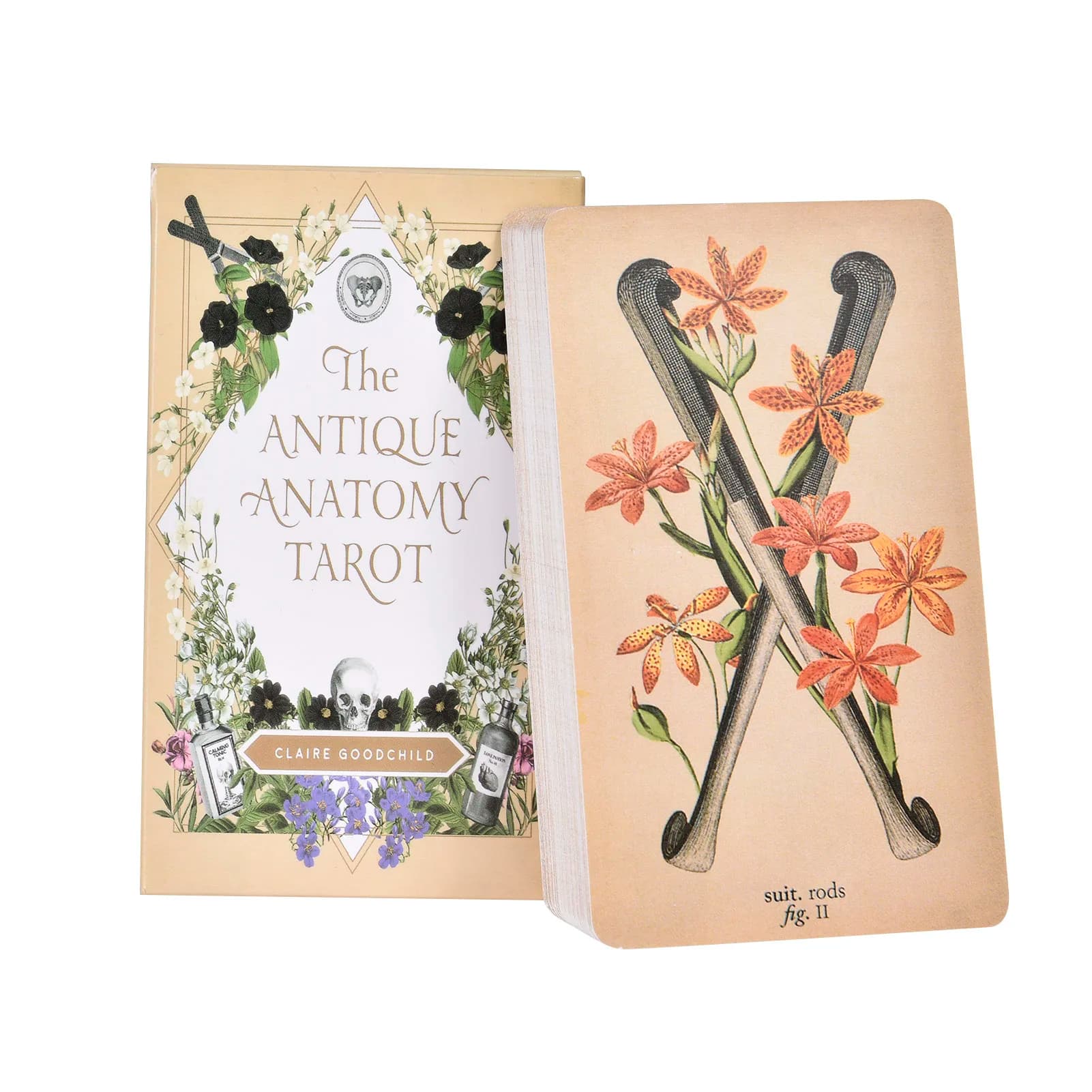 The Antique Anatomy tarocchi versione inglese mazzo di tarocchi PDF guide giochi da tavolo per le donne uso personale