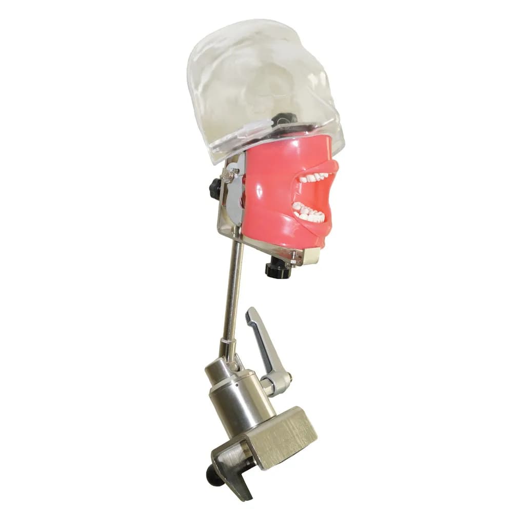 Nissin Dental Simulator Mannequin Ghost Head Dental Ghost Head Educational model with bench mounting