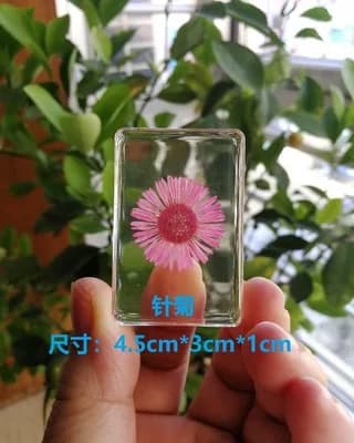 Biological Observation Teaching of Artificial Amber Transparent Resin Plant Seed Sample Flower and Weed Popular Science