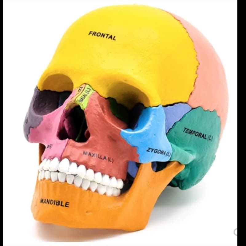 Cranio colorato esploso umano modello 17 parti anatomia modello staccabile giocattolo fai da te attrezzatura educativa con manuale 4D MASTER