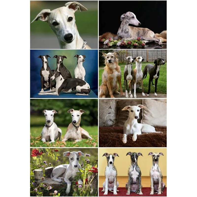 5D Diy Diamond Art Whippet Dogs Painting Wall Decor Full Drill Square Embroidery Cute Pet Dogs Cross Stitch Animal Series Gifts