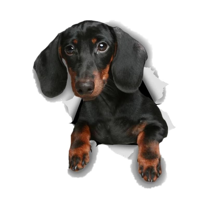 S41023# Various Sizes Funny Self-Adhesive Decal Black Dachshund Car Sticker Waterproof Auto Decors on Bumper Rear Window