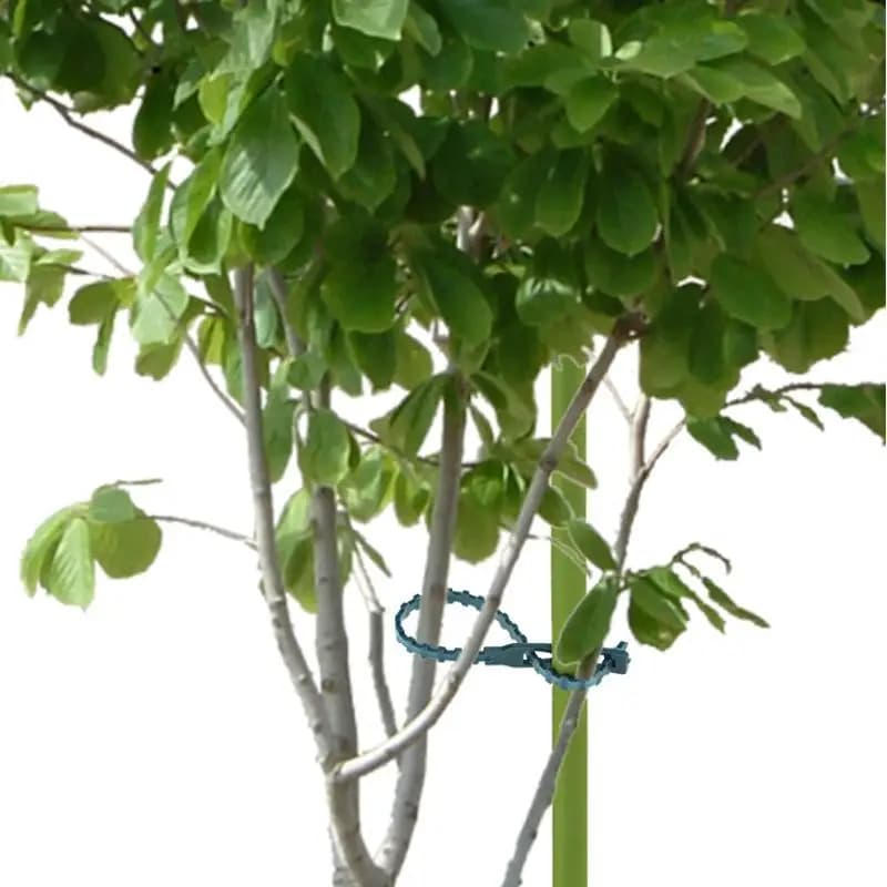 50 Pz/set Verde Giardinaggio Vite Piante Arrampicata Fascette Linee Staffe Per Piante Parti Bonsai Fiore Cetriolo Uva Rattan Supporti