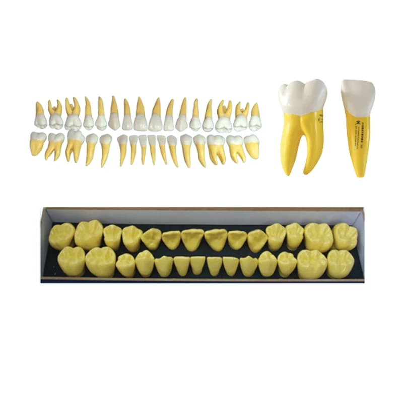 Modello di denti permanenti dentali modello di denti permanenti con polpa di radice diritta modello anatomico guida per intaglio 3 volte preparazione del modello
