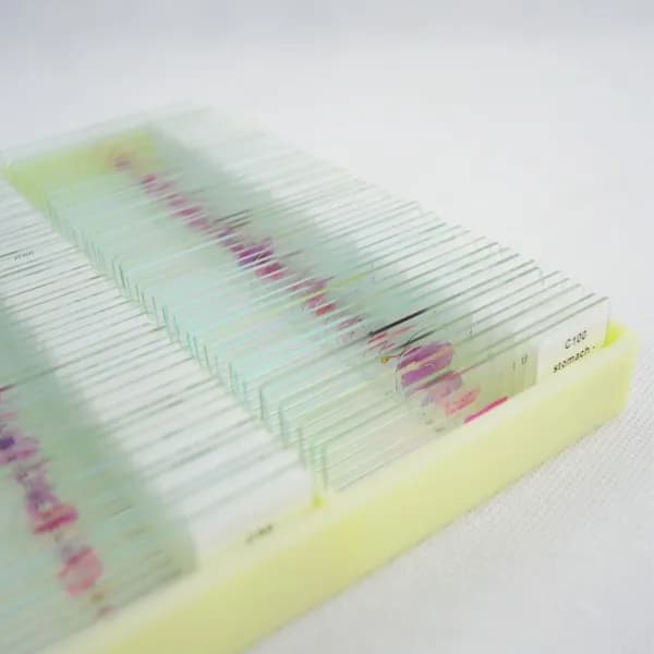 Set di vetrini per microscopio storico umano con vetrini preparati per tessuti per istologia educativa da 100 pezzi