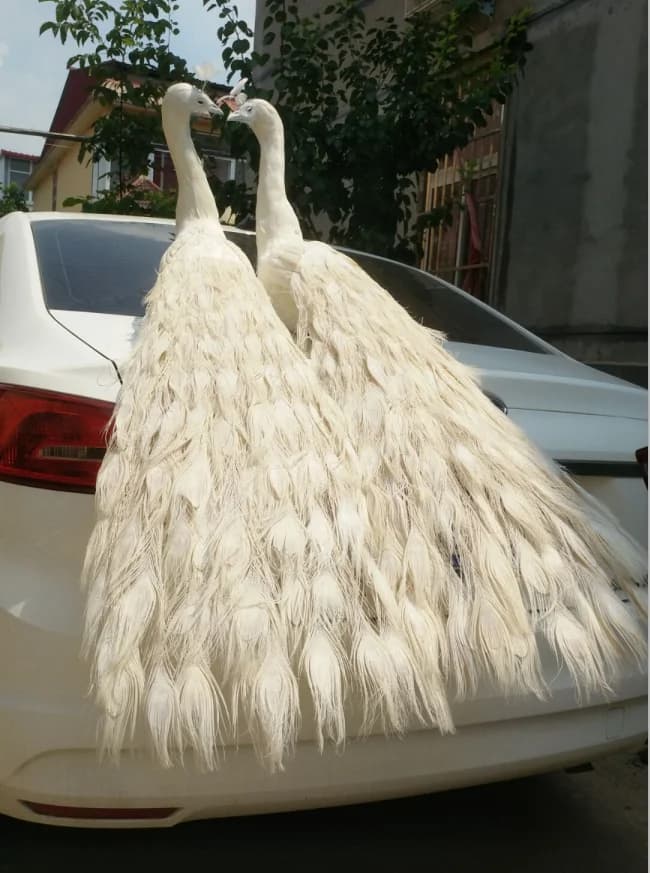 uccello giocattolo della vita reale grande 120 cm bellissime piume bianche modello di pavone una coppia di pavoni artigianato giardino, decorazione del partito h0969