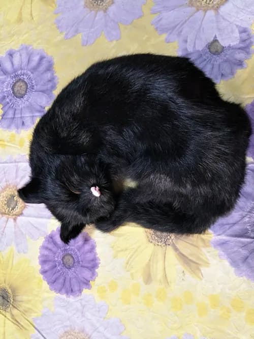 Black Simulation Cat Model Lovely Sleeping Fur Polyethylene Gift about 24x24cm