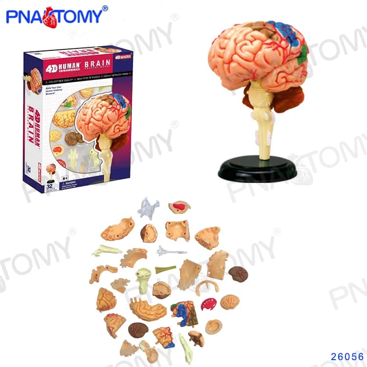 Mini modello di cervello staccabile umano 32 parti 4D MASTER modelli anatomici umani giocattoli fai da te strumento educativo di anatomia del corpo