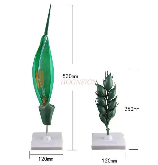 Crop flower pattern plant cell seed bud structure removable development of leaves embryos pattern grain simulation pattern grain tip model