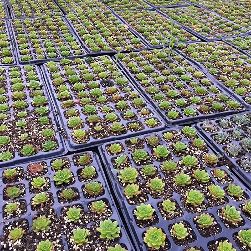 200Cells Seedling Growing Cases Germination Plant Propagation Nursery Seed Tray