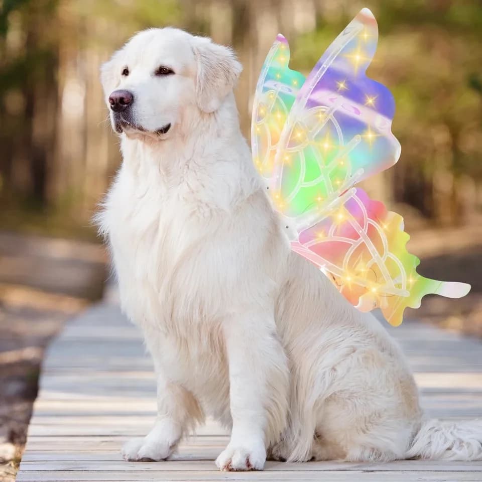 Ali incandescenti elettriche per cani ali di farfalla ali di pipistrello con luci a LED e musica per cani di taglia media vestito Cosplay Party Toy nuovo