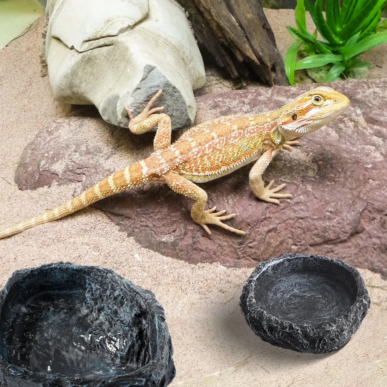 2 ciotole in resina per rettili, contenitori per cibo e acqua per gechi, lucertole, tartarughe, camaleonti, ragni, scorpioni, mangiatoie per animali domestici