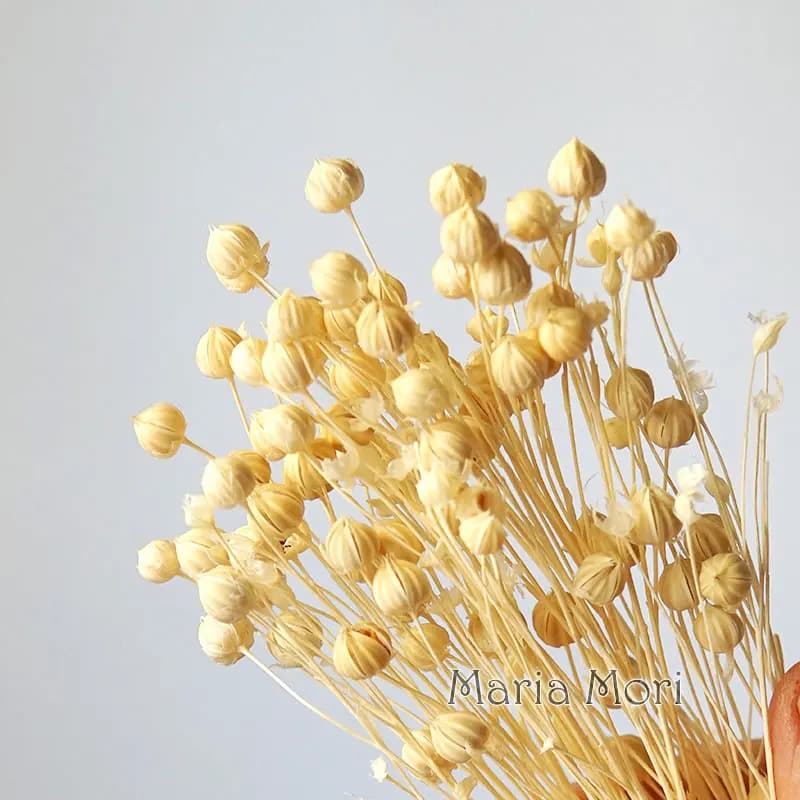 5g/Colorful Preserved Flax Bean Natural Real Flowers Dried Scented Candles Epoxy Handmade DIY Material Home Decoration