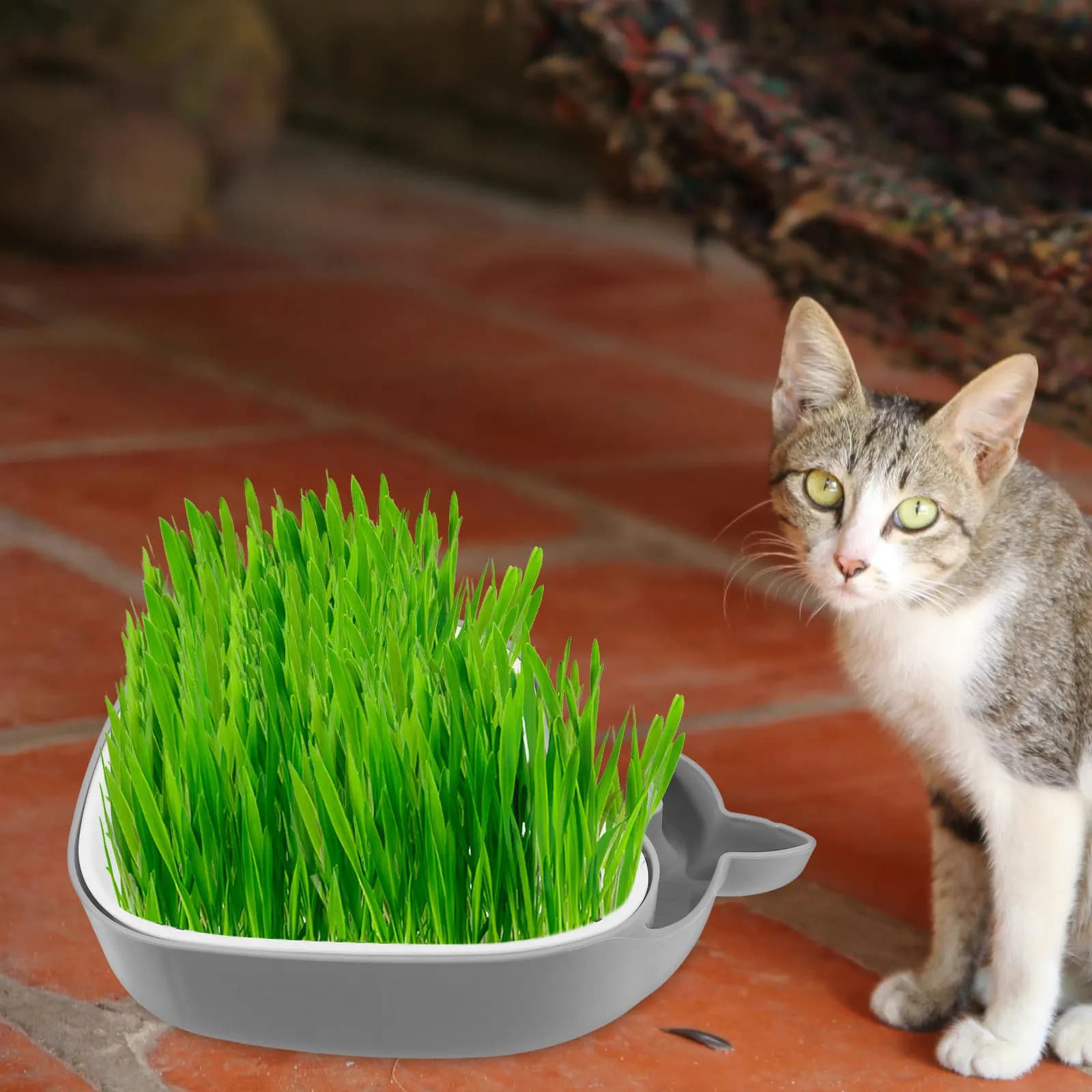 Vaso Idroponico per Erba per Gatti a Doppio Strato, Senza Terreno, Comodo e Leggero in ABS per la Casa