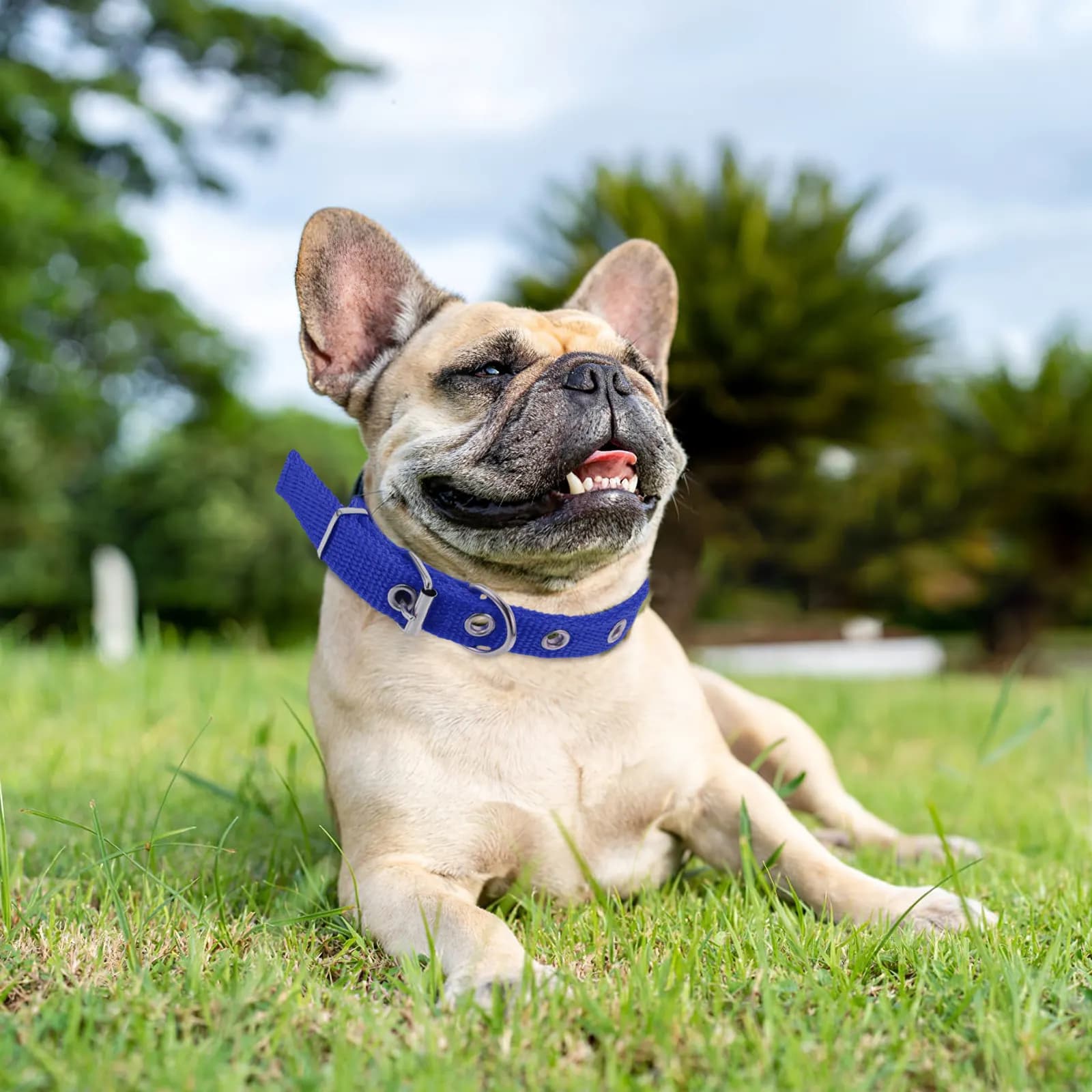 Collare in Schiuma Regolabile e Confortevole per Cani, Gatti, Cuccioli e Gattini con Fibbia in Lega, Resistente all'Usura, Elegante per Passeggiate Quotidiane