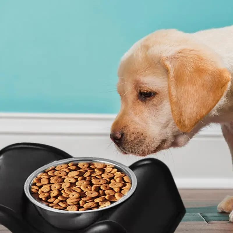 Piatti per gatti per cibo Piatti antiscivolo per acqua e cibo per cuccioli di animali domestici Forniture per animali domestici Ciotola per animali domestici in acciaio inossidabile per cuccioli di gatti
