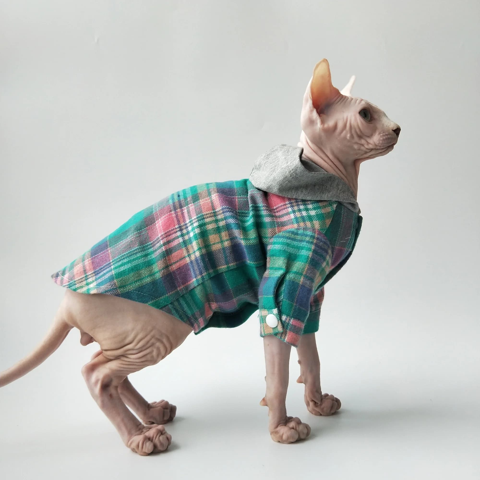 Cappotto alla moda per gatto senza peli in camicia scozzese a maniche lunghe con cappuccio blu primaverile con bottoni Costume morbido per sfinge Facile da indossare