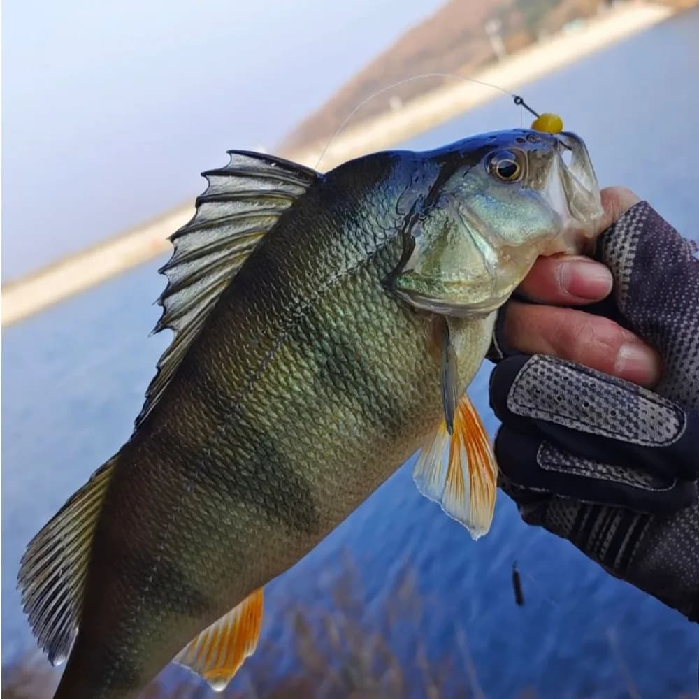2024 Attrezzatura da pesca con scatola Pesca Jelly Bait Carpa artificiale Sapore fruttato Perline Cibo per pesci Fagioli Boilies