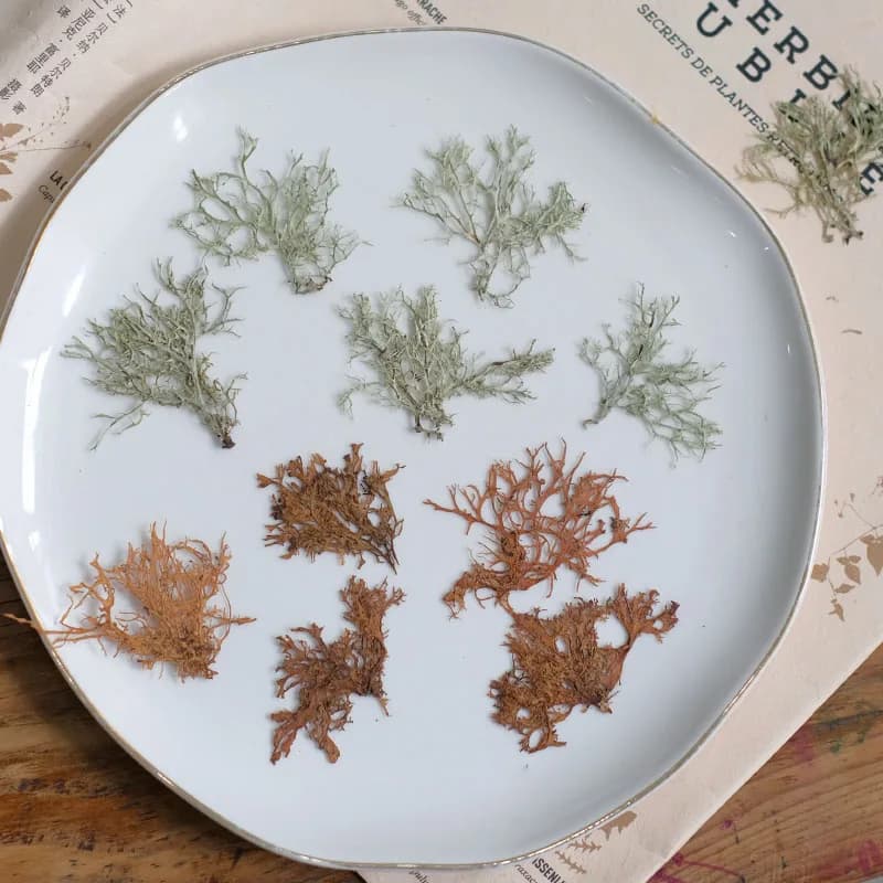 12 pezzi, piante acquatiche di alghe fiori secchi micro paesaggio erba di corallo cornice per foto pittura segnalibro decorativo decorazione in resina