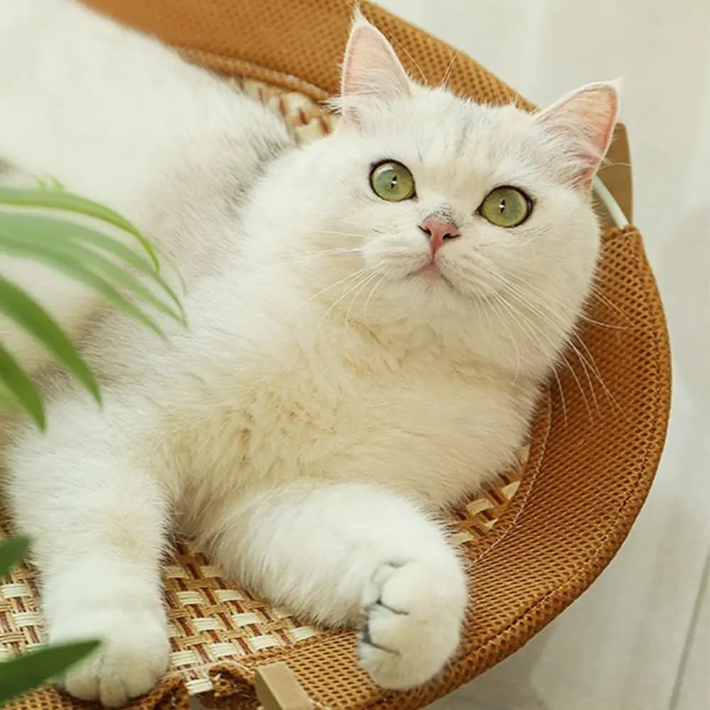 Cuccia per Gatti in Legno Traspirante, Robusta Amaca Rotonda per Cani con Supporto, Materassino da Campeggio Staccabile e Durevole per Piccoli Animali