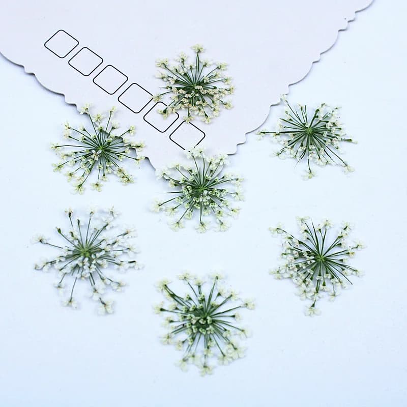 500 Pezzi Fiori di Pizzo, Fiori Secchi, Fiori Pressati, Materiali Fai da Te per Segnalibri, Gioielli, Accessori in Resina Epossidica, Cornici per Foto