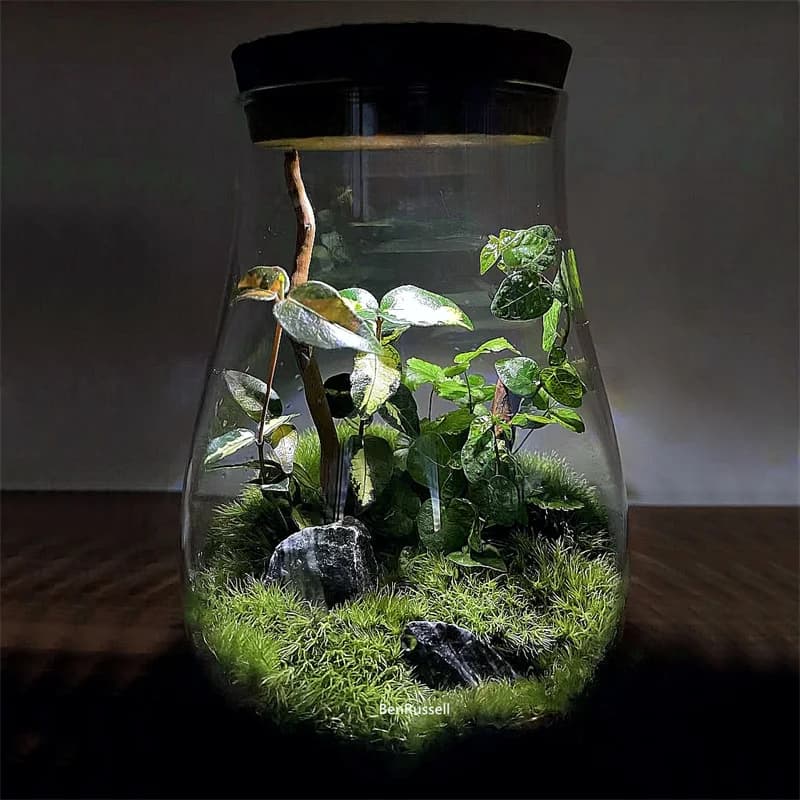 Barattoli di vetro a forma di goccioline d'acqua Vaso di vetro ecologico micro paesaggio con contenitore di vetro paesaggistico per piante di muschio Bryophyte in sughero