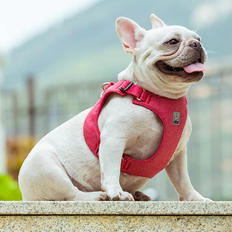 Winhyepet Pet Vest Dog Harness Traveling Straps Reflectiv Light Comfort Padding Back-clip Chest For Small Dogs,Bulldog,Puppy