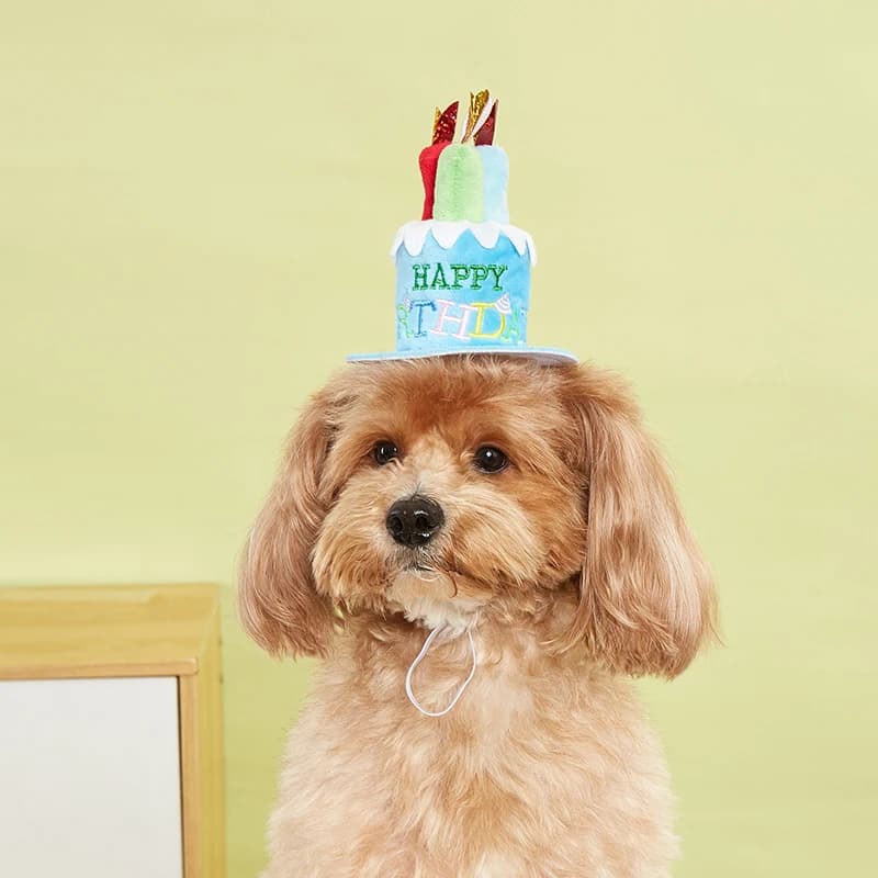 Booteely Cappello per cani da compagnia per la festa di compleanno Cappelli per cani regolabili Gatti Costumi per cani Toelettatura per cuccioli Cappello per animali domestici