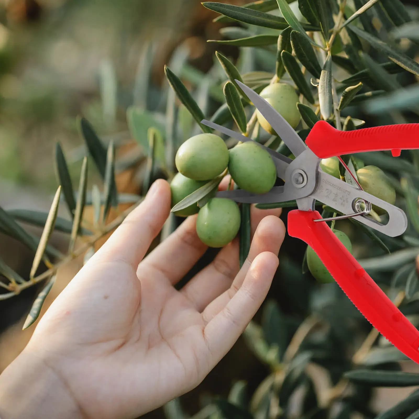 Forbici da Giardino Professionali 1 Pezzo, Design a Doppia Bocca, in Acciaio Inossidabile, per Frutta, Portatili, Leggere, con Impugnatura Antiscivolo
