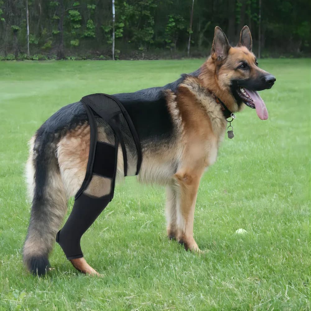 Support for Cane Zamps, Home Animal Gymnastics for Post-Operating Fixing, Recovery from Articular Lesions, Zampe Tutor, Cane Anca Protection