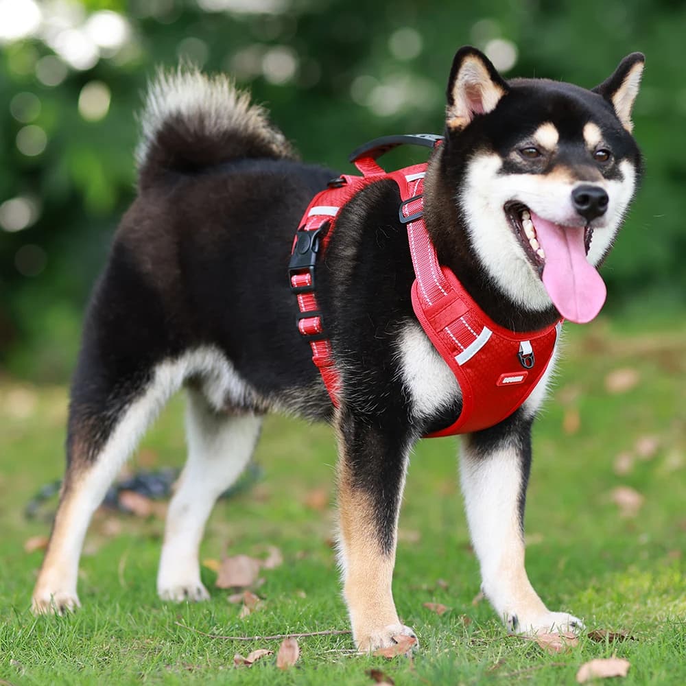 Pettorina Riflettente per Cani, Guinzaglio a Gilet Antiesplosione per Cuccioli, Prodotti per Animali Domestici