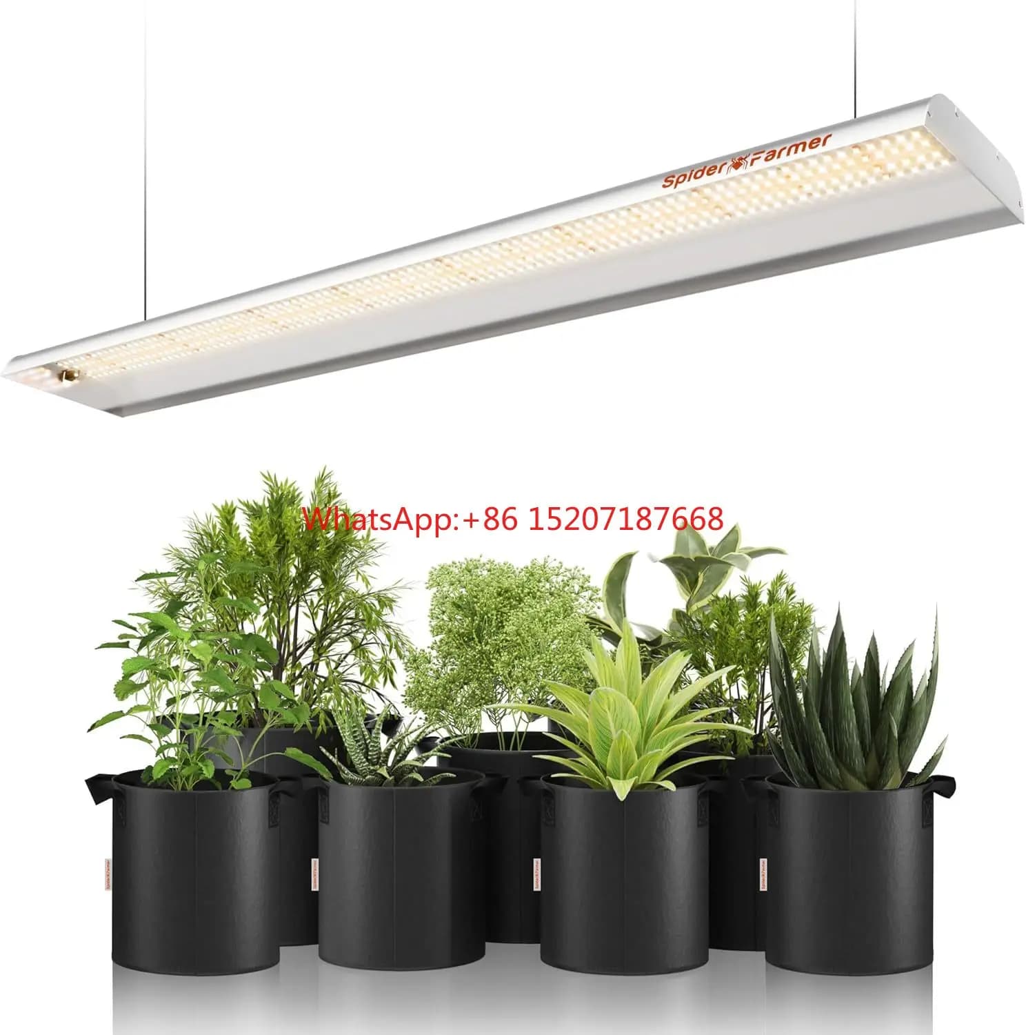 SF600 74W 2x4 feet Sunlike Cover Full Spectro Verdura LED Indoors Grow light for vegetable flowers seeds from inside