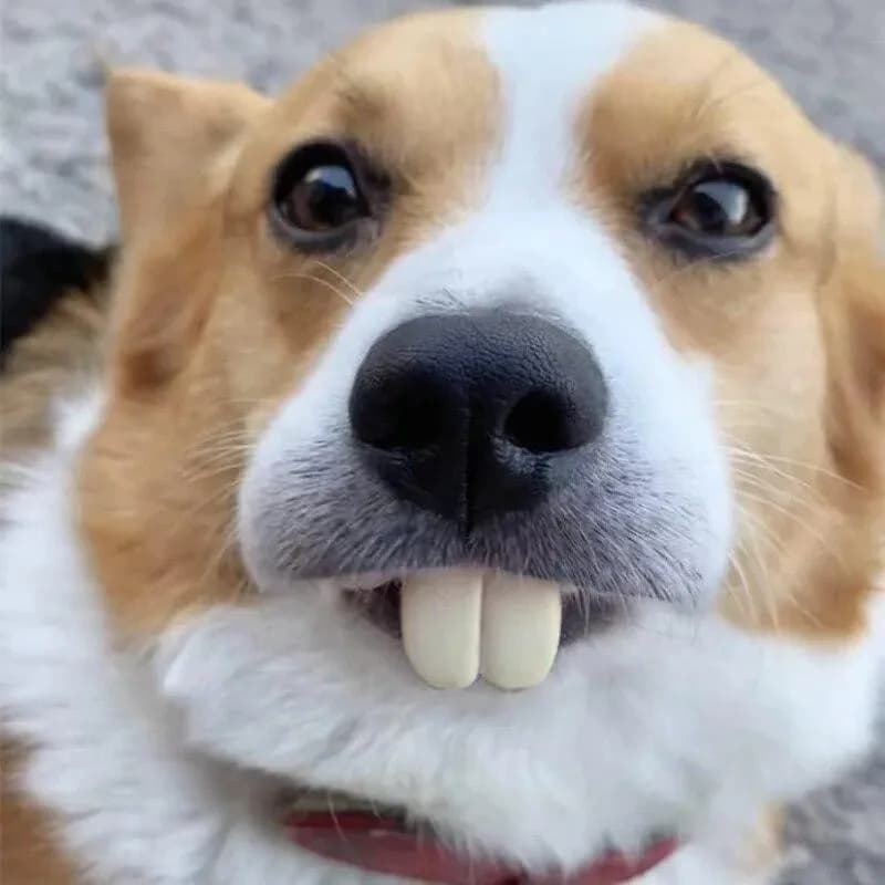 Dog Buck Teeth Braces Toy, Halloween Silicone Fake Teeth Toy, Funny Dog Teether Braces Toy for Small/Medium Dog .