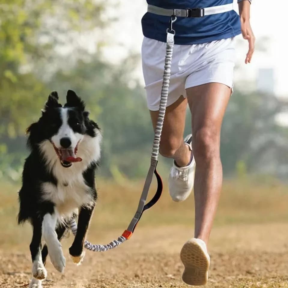 Corsa, passeggiata per cani, guinzaglio in vita, guinzaglio per cani da compagnia, riflessione notturna, mani libere, guinzaglio da passeggio per cani