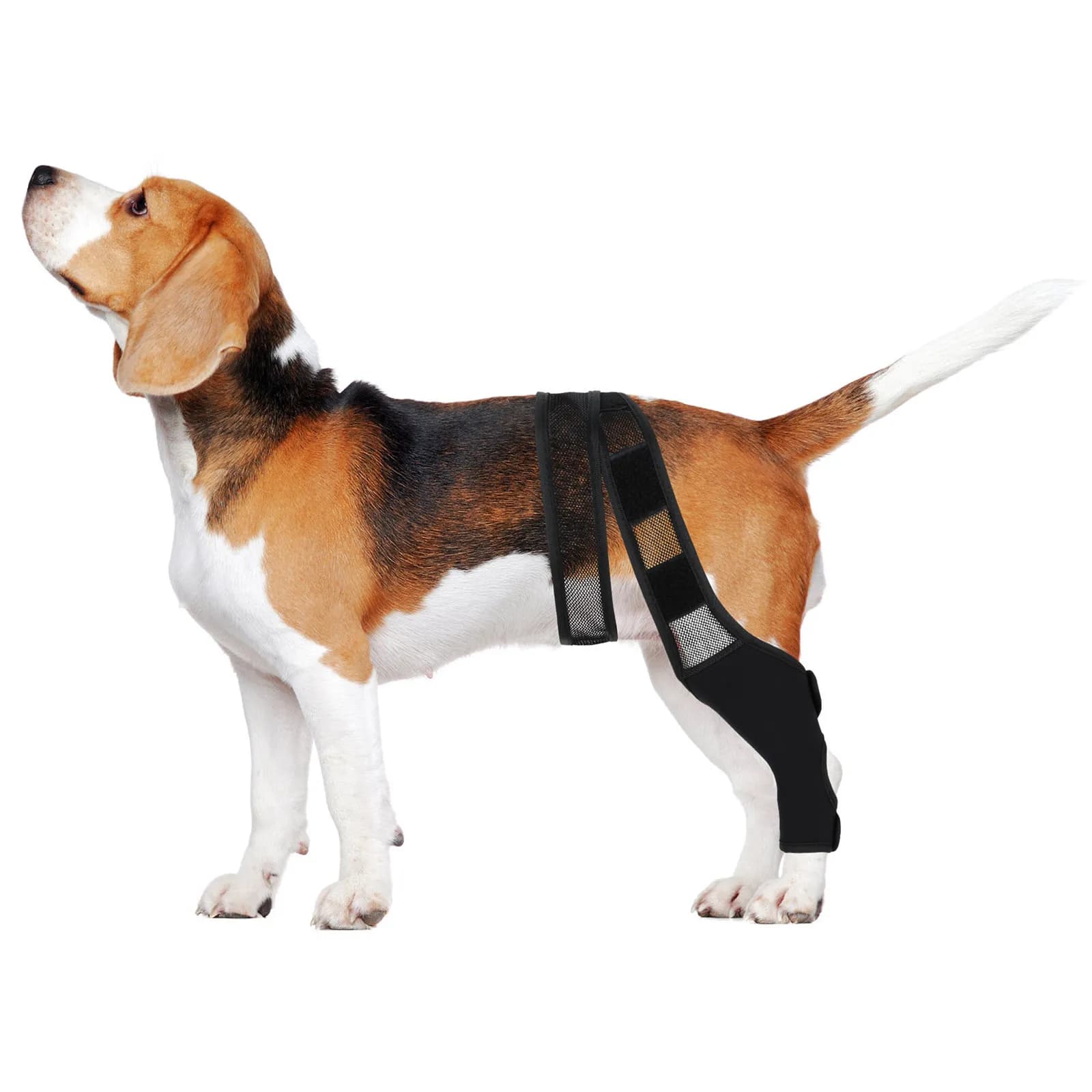 Supporto per Zampe Anteriori di Cani, Elastico e Traspirante in Neoprene e Rete, Cinghia Regolabile Adesiva, Protezione per Ginocchio, Recupero da Infortuni per Cuccioli