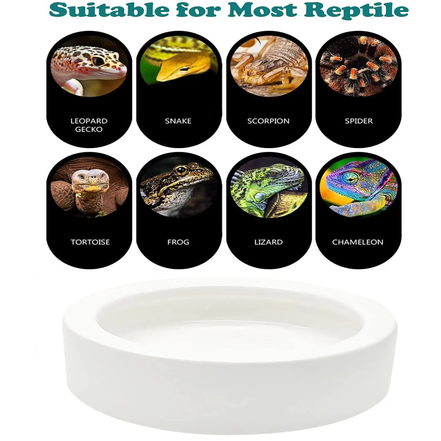 Ciotola per rettili da 1 pezzo Piatto per alimenti da 4 pollici Piatto per alimentazione alimentare per acqua per rettili Ciotola per animali domestici con verme in ceramica