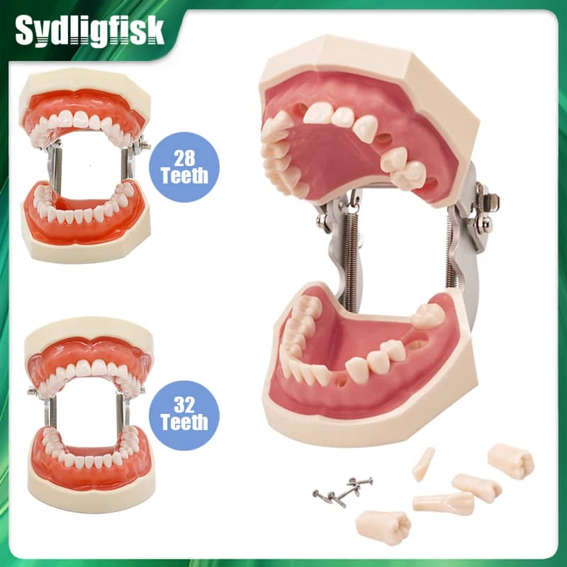 28/32 Modello di Denti Dentali Modello di Insegnamento Dentale Gomma Morbida Resina Typodont Standard Rimovibile Pratica Formazione Modello Dimostrazione