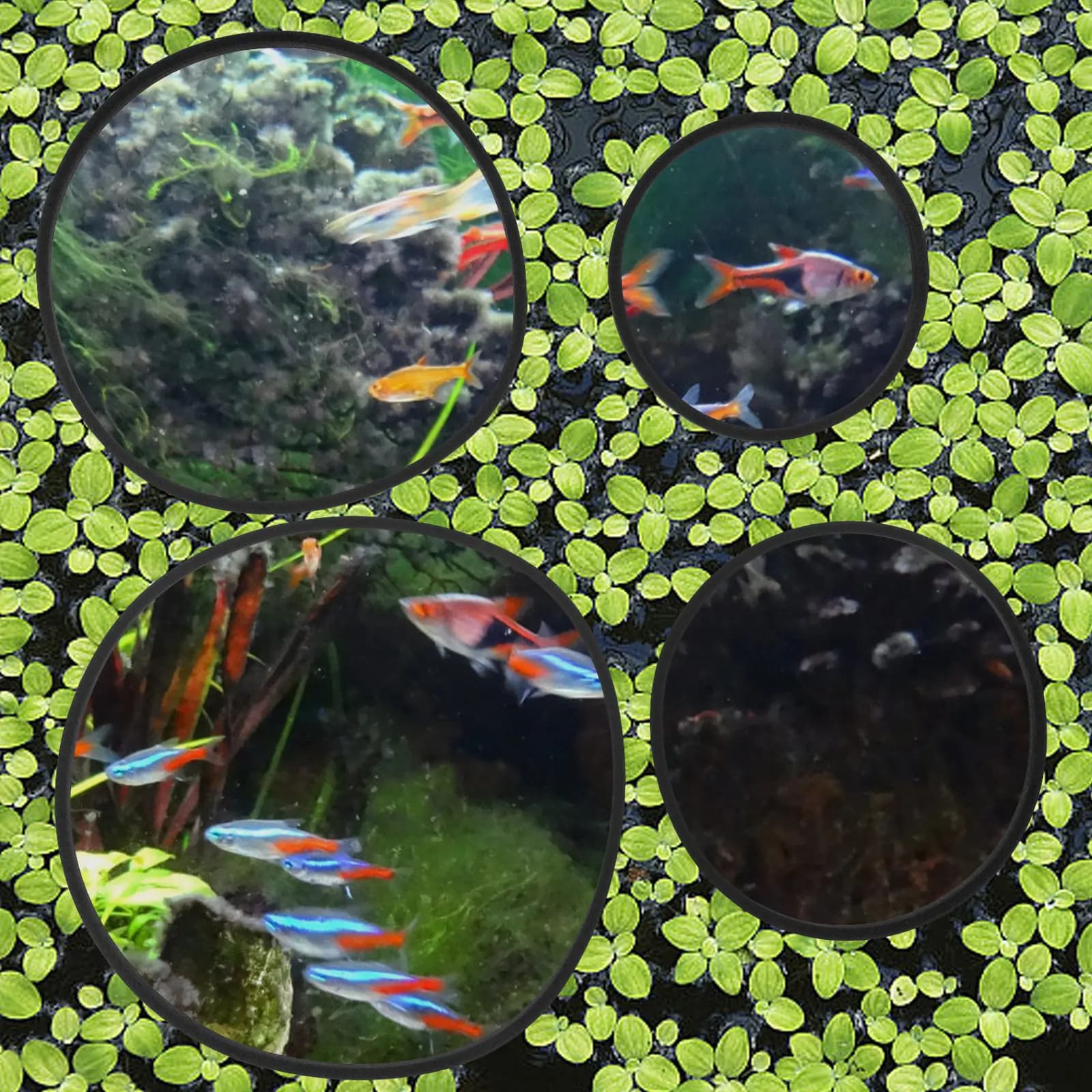 5Pcs Aquarium Floating Plant Rings Eva Floating Plants Circle Fish Feeding Holder Tank Isolation Ring Reusable