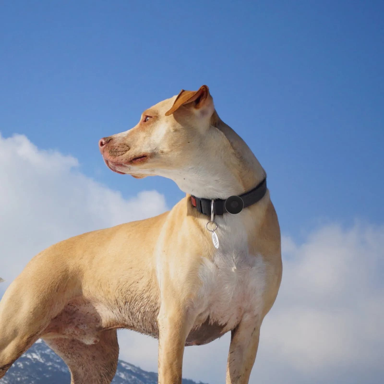 2 Pezzi Custodia Protettiva Anti-Smarrimento per Localizzatore GPS per Collare Cane, Chiavi, Bagagli - Resistente all'Usura e ai Graffi