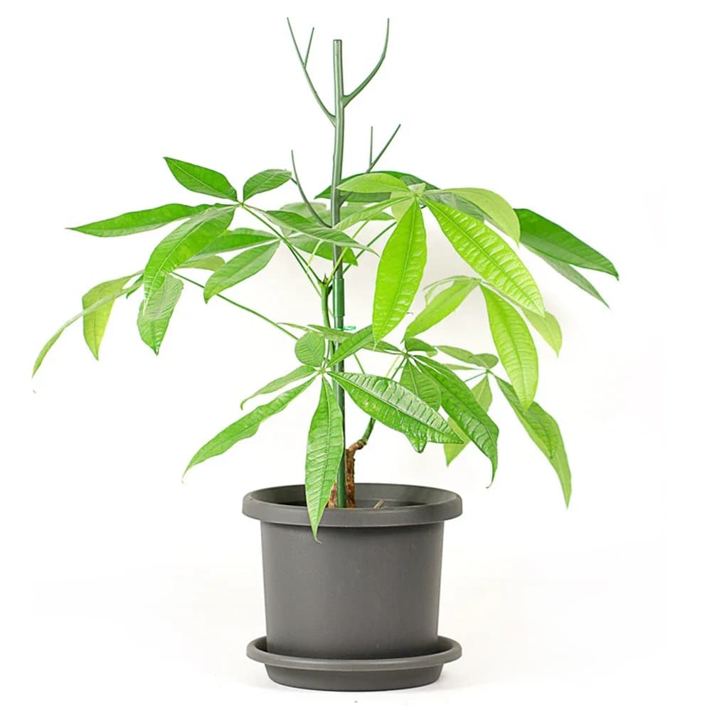 Set di pali impilabili per piante da giardino da 5 pezzi con 25 fascette per cavi Supporto in plastica verde per piante da interno ed esterno 70 cm