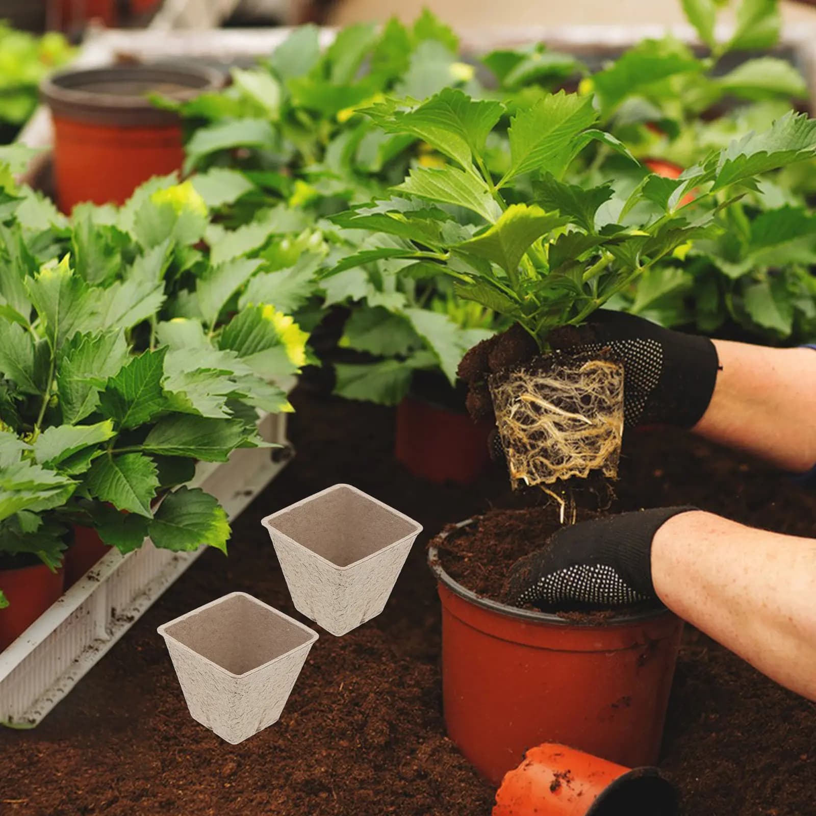 50Pcs Seedling Nursery Pots Square Peat Starter Pots DIY Planting Kit Flower Growing Kit for Adults DIY Paper Pot