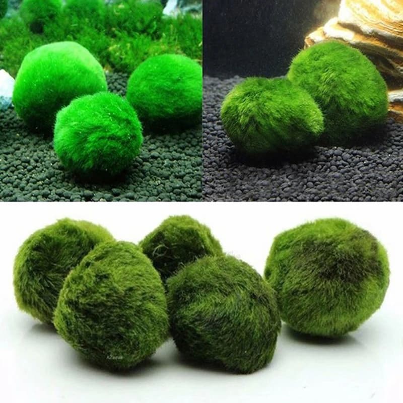 Sfere di Muschio Marimo 3-4cm, Pianta Acquatica Viva, Sfere di Alghe Verdi, Ornamento per Acquario di Pesci e Gamberetti, Pianta Artificiale Simulata