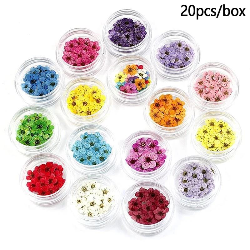 20 pz/scatola Pressato Secco Narciso Plum Blossom Fiori Resina Epossidica Creazione di Gioielli Unghie Artistiche Accessori Artigianali FAI DA TE