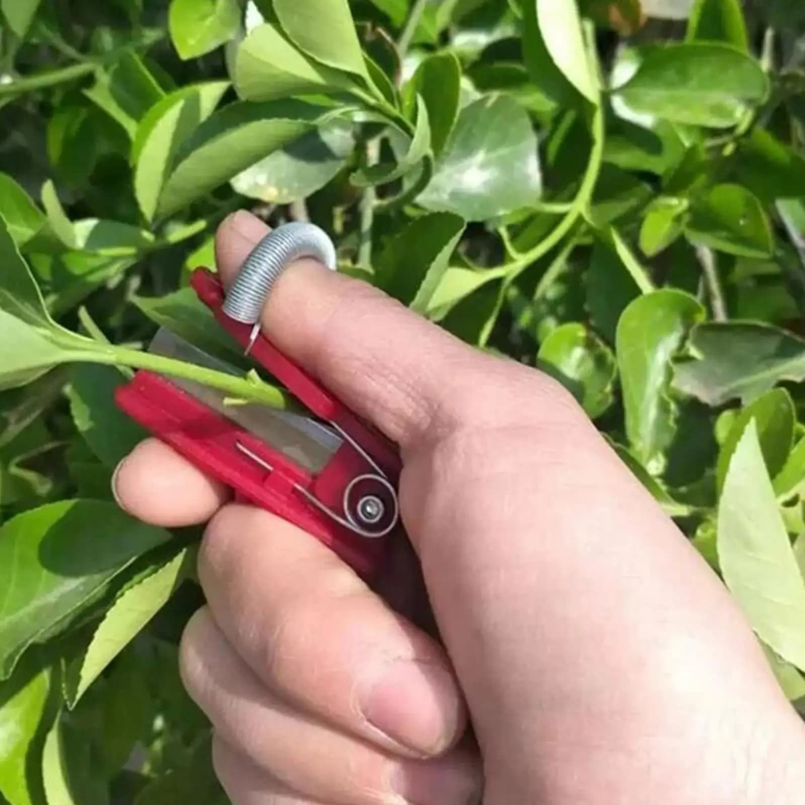 Coltello da dito per potatura, raccoglitore di frutta, separatore di verdure, protezione per le dita, previene lo scolorimento delle unghie, attrezzo agricolo