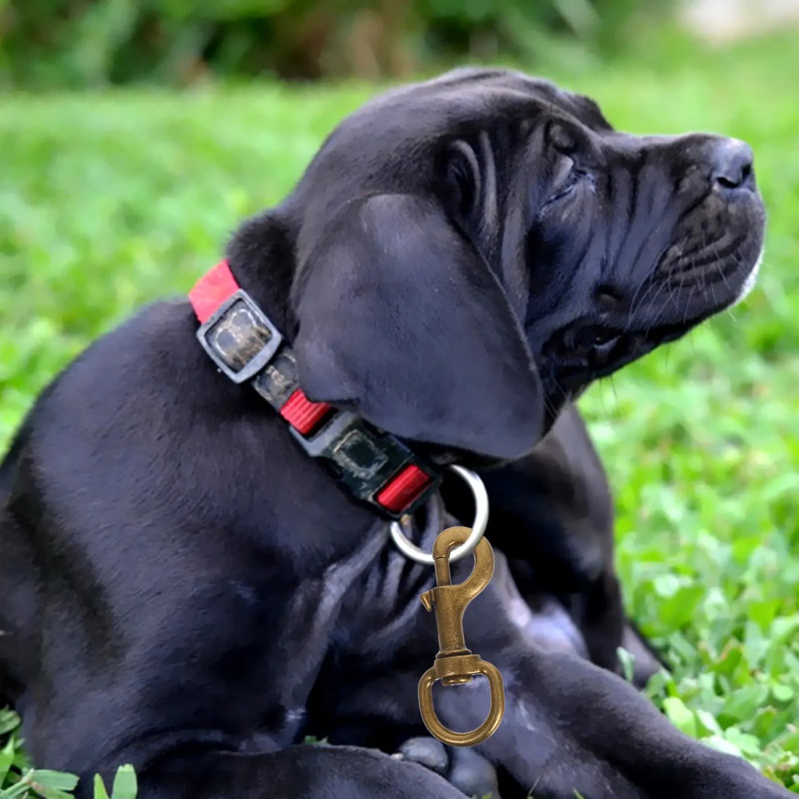 2 Pezzi Moschettone a Molla in Lega di Zinco con Giunto Girevole per Guinzaglio e Collare per Cani, Accessori per Imbracature, Campeggio e Picnic all'Aperto