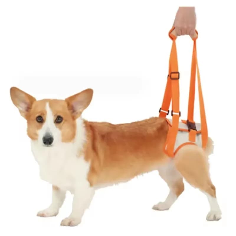 Cintura di Supporto Regolabile per Zampe Posteriori e Anca per Cani, Accessori per Cani per Ausilio e Riabilitazione dei Legamenti, Imbracatura di Sollevamento per Cani