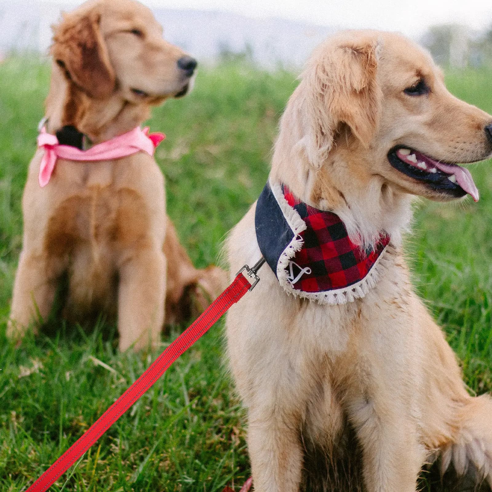 Guinzaglio Riflettente per Cani in Nylon Resistente e Confortevole per Passeggiate e Addestramento, con Anello Rinforzato e Impugnatura Ergonomica per Esterni